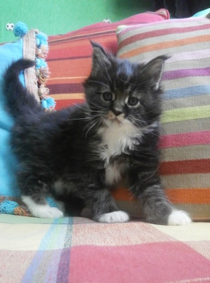 maine coon rasowe