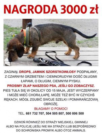 Zaginął Drops . Nagroda 5000