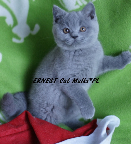 Ernest Cat Małki*PL BRI a ur. 05.10.2015