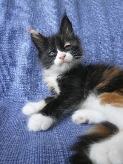koteczki szylkret -maine coon