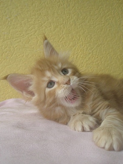 MAINE COON z rodowodem Gdynia