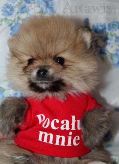 Szpic Miniaturowy Pomeranian - szczenięta