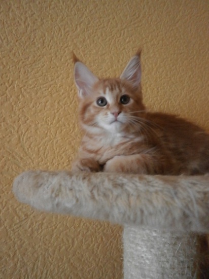 MAINE COON ruda  Sasanka
