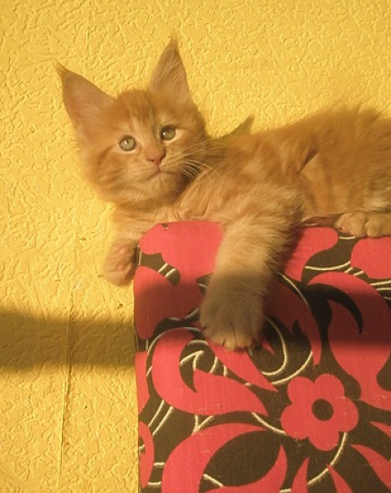 rydy kocurek Sidartha 