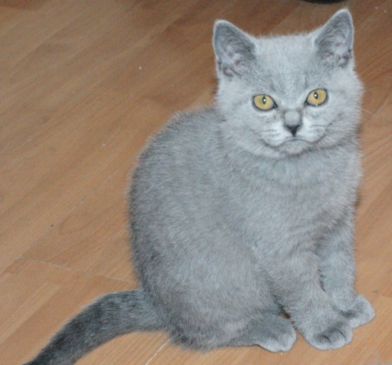 Yola Cat Małki*PL gotowa do zamieszkania w Nowym Domku 